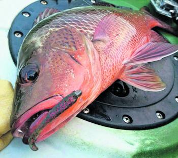 Paddle-tail plastics are a tried and tested method of tangling with Gold Coast jacks.