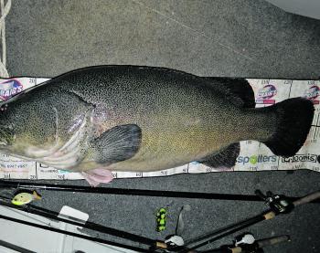 This winning fish came in at 133cm.