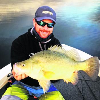 Lure caught goldens are still encountered over the winter months. This solid Boondooma fish belted Nigel Middleton's silent TN60 Jackall fished over the top of a weed bed.