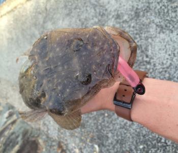 An average sized flathead pulled from a Gold Coast Canal on a ZMan 2.5” Slim SwimZ.