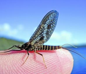 The source of all joy for the fly fisher – a mayfly dun.