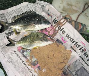 Two freshly caught bream taken on worms purchased from the local tackle shop. Catching your own represents a big saving.