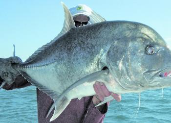 Giant trevally hit the line hard and will make you feel the burn.