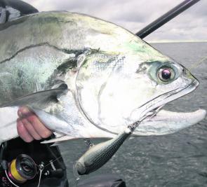 This solid queenfish was caught on a Rapala Skitter Pop burned over the surface at speed. 