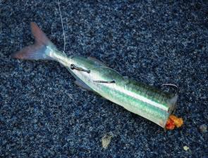 Half a fresh garfish makes an absolutely deadly snapper bait – my personal favourite.