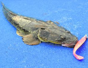Another healthy flathead in the high 60cm. The author landed this one on a Boneyard soft plastic worked in a deep water column. 