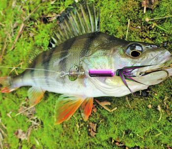 The rainbow trout coloured Bling Spin has been a standout lure for the author’s other half this season and not just the trout. Redfin are being caught on them as well.