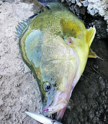 Golden perch can still be caught in big numbers at this time of the year, at Blowering Dam in particular. Focus most of your efforts after dark for the best results.