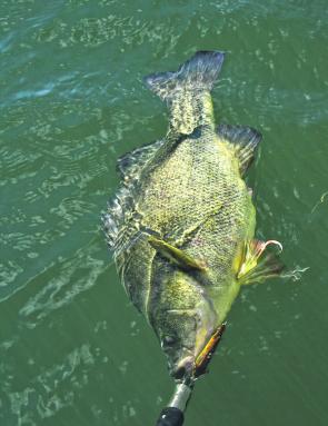 Increasing numbers of golden perch are being caught in the Bendigo region.
