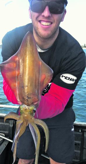 My brother caught this healthy squid at Yarra Bay.