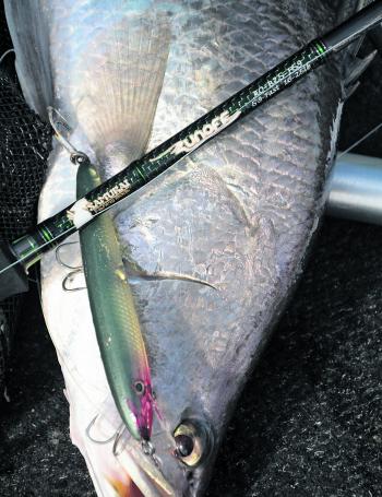 Since the releasing of the Laser Pro 120 by Halco a couple of years ago, they have been embraced by barra anglers familiar with the older models. They're as good now as they were then, if not better. The one pictured has the hooks up sized with Gamakatsu’