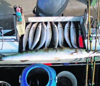 A reasonable bag of winter whiting taken by the author, plus one extra-large (1m) snook.