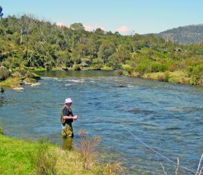 The Thredbo River looks absolutely magnificent this season and has been fishing as well as it looks.