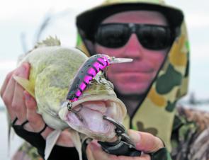This small Murray cod fell to a more average-sized Predator hardbodied lure. 