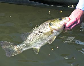 Australian bass — both wild and stocked fish — are especially active between now and Christmas.