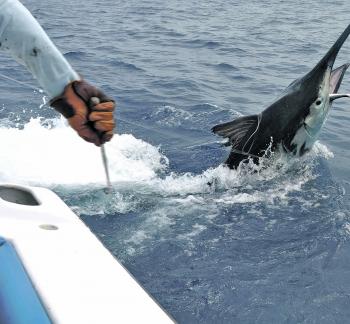 Dragon Lady Charters cutting the leader on an estimated 1000lb fish at the boat.