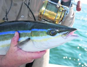 This is the month of unusual catches in this region so a rainbow runner is not out of the question. These feisty speedsters are similar to kingfish.