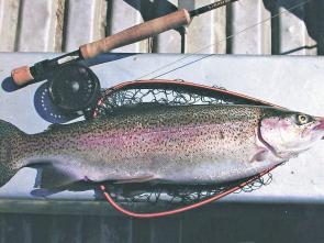 Although prime rainbow trout such as this will still be on the bite in the mountain lakes, anglers will be out in force soon seeking large trophy brown trout in the Thredbo and Eucumbene rivers.
