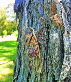 Cicadas are music to a surface fisher’s ears.  