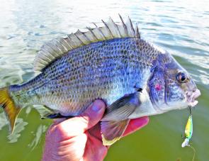 Bream respond well to hardbodied lures worked deep and slow in dirty water. 