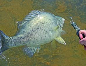 Catch and release is the way to go for Blowering Dam’s golden perch.