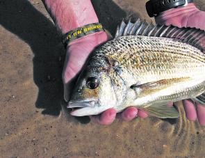 Bream, especially in the shallower and protected water zones, feature highly in the tagging lists.