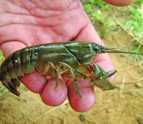 Fat live yabbies can be cut in half or the nippers disabled to prevent it attacking a fish trying to eat it. Yabbies can be trapped or netted in weed beds in many farm dams, lakes and rivers. 