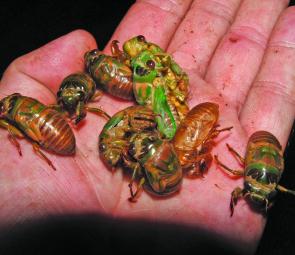 Cicadas taken from nearby trees make great bait for bass, cod and even yellowbelly. Especially if fluttering around alive on the surface, there is probably no better surface bait.