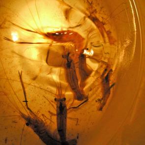 Shrimp are easy to catch and the kids can get involved. An old paint tin, billy or net trap baited with sweet corn and bread is all you need. They can also be netted in among weed in rivers.