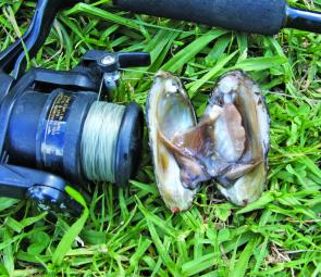 A meaty freshwater mussel ready to go. Eels and catfish can be a problem because they seem to home in on mussels faster than yellowbelly or bass.