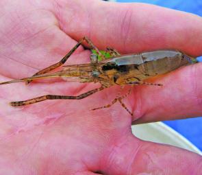 A freshwater shrimp has long arms and nippers, a prawn doesn’t.