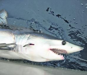 If it is a mako shark you seek, look no further than Cape Schank.