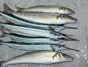 Although there are plenty of big whiting about, there are also some monster garfish.