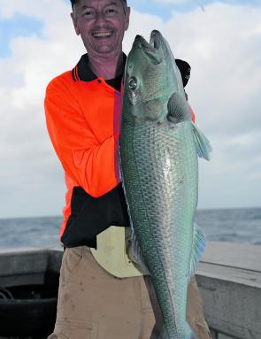 A green jobfish lured over a shallow reef.