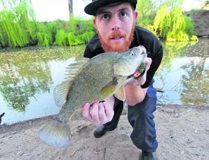 Golden perch and deep diving crankbaits go hand-in-hand. This fish loved the Balista Dyno fished around some willows.