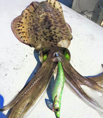 Cap’n Baz landed this nice squid off Sorrento.