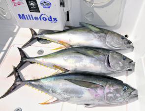 Yellowfin tuna should make an appearance over winter. We just need to get a few boats out there looking for them.