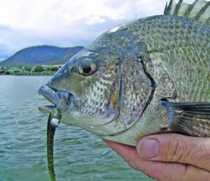 Worm-style plastics rigged on 1/8th jig heads is the best method for deep-holding Derwent River bream.