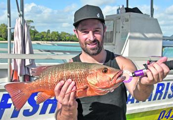 Daniel Penny won the $50 Davo's Fish of the Week prize with this mangrove jack that he caught and released on a Noosa River Fishing Safari.