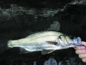 Fisheries Victoria have released a total of 32,000 estuary perch fingerlings at various locations along the middle reaches of the Werribee River, both above and below the diversion weir wall. Hopefully they can grow to this size and beyond in years to com