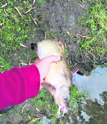 A rare species in this region, the Eel-tailed Catfish was a surprise catch for Joel Mitchell who was targeting eel in the Latrobe River, Moe.