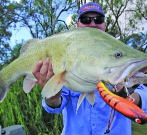 Brett Evans with a solid Murray cod caught on an orange 120mm Koolabung Codzilla in the Murray River recently.