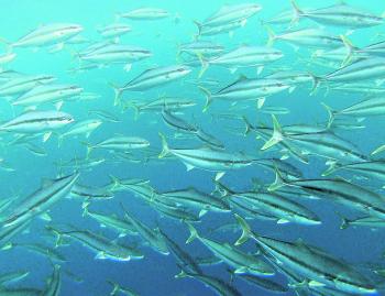 Kingfish are a pelagic schooling fish, which makes them a great candidate for targeting with micro-jigging techniques!