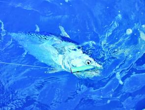 Mackerel tuna will be around in numbers this month and are great fun to chase.