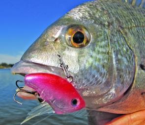 Small micro-vibes are a lethal bream lure like these new pink K-mini-B's. 