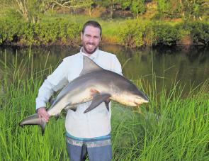 The author struggles to hold a bigger that average bull shark.