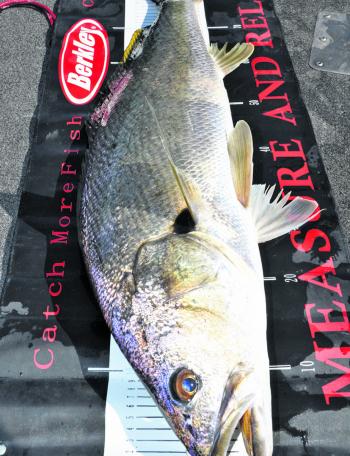 The major drawcard in Melbourne’s rivers this month, and indeed throughout much of winter, is the mighty metropolitan mulloway. Already fish either side of 90cm are showing on baits, including fresh squid and live mullet, as well as soft plastics, vibes a