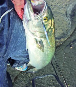 Tailor are a popular target for recreational anglers and can be caught on lures as well as baits.