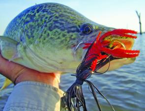 A 65cm Murray cod taken in lake Mulwala on a Native lures Crayfish.