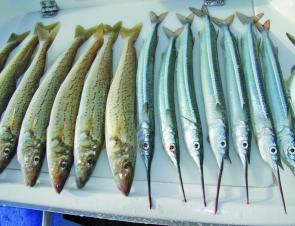 A consistent, fine berley trail can see you find success with both whiting and gars in the same location.